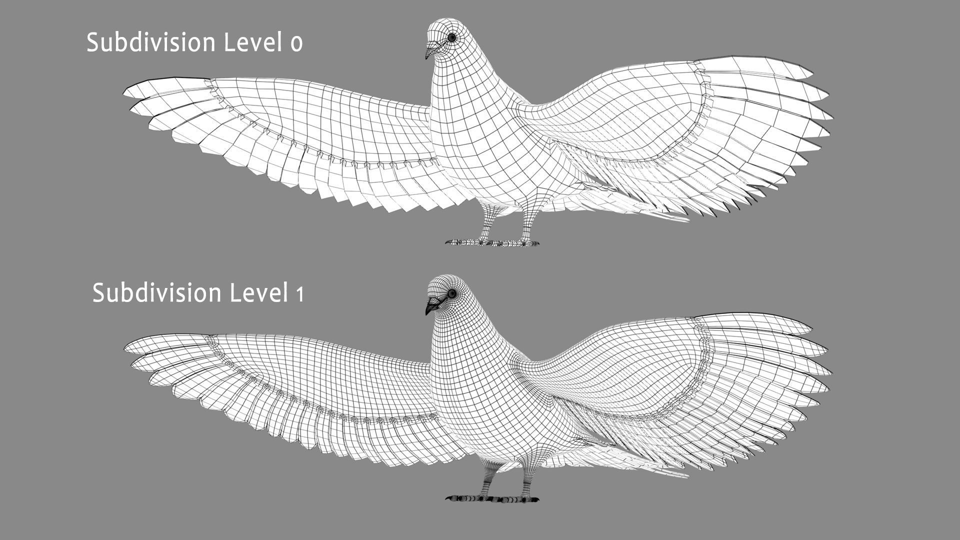 Pigeon A - Flight 3D model_14