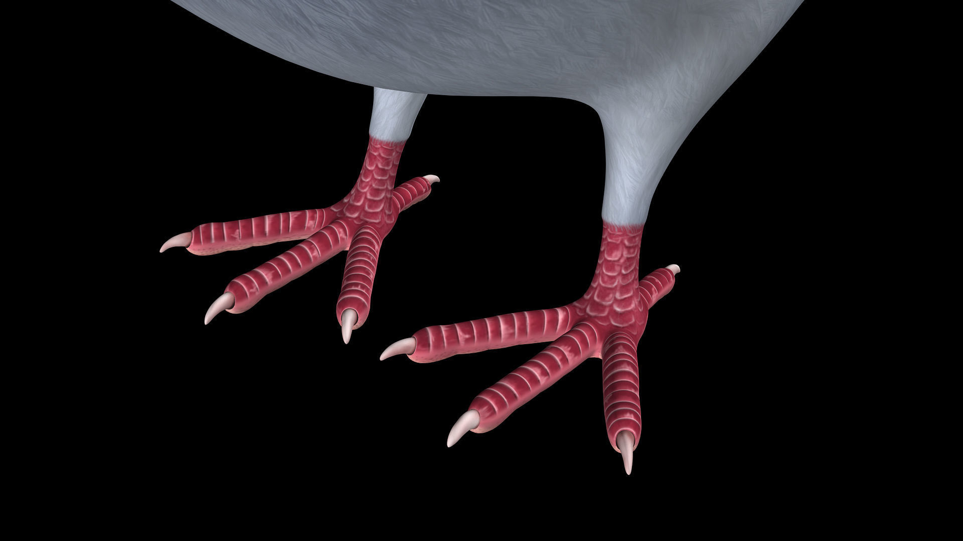 Pigeon A - Flight 3D model_13