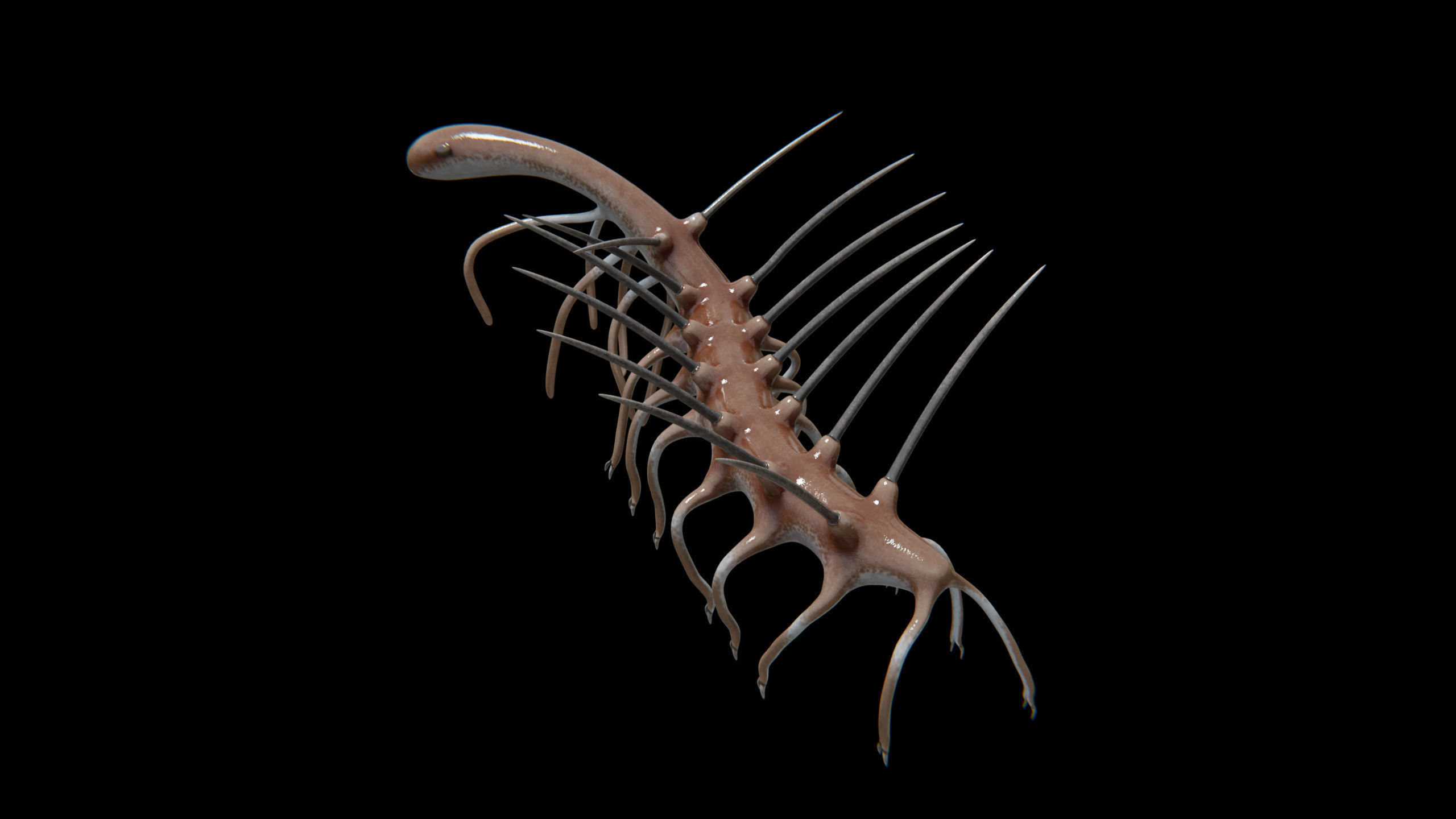 Hallucigenia Free low-poly 3D model_7