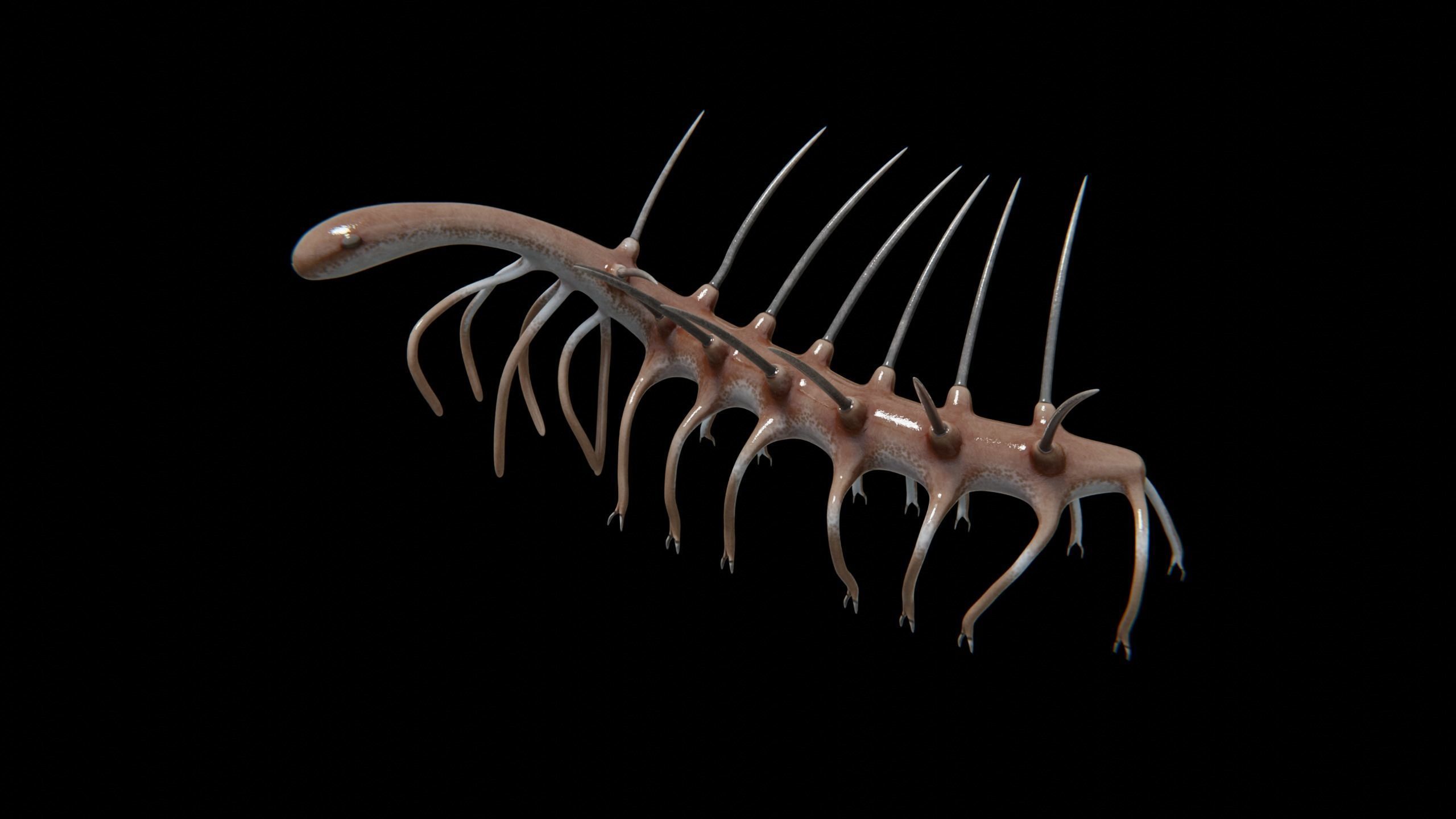 Hallucigenia Free low-poly 3D model_18