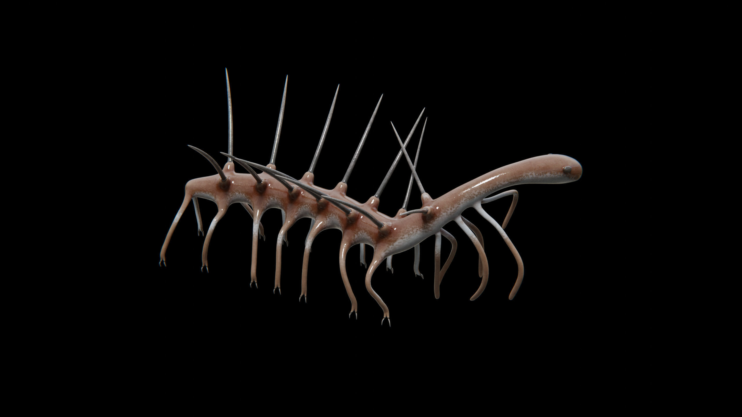 Hallucigenia Free low-poly 3D model_9