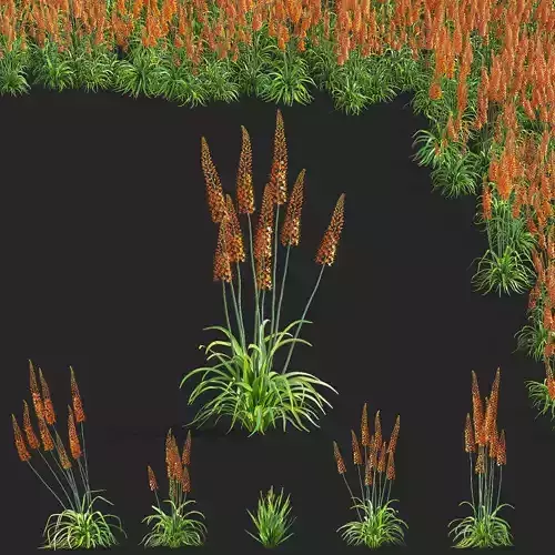  Eremurus isabellinus Cleopatra flower