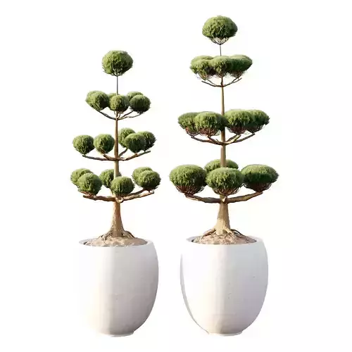 Potted sphere tree03