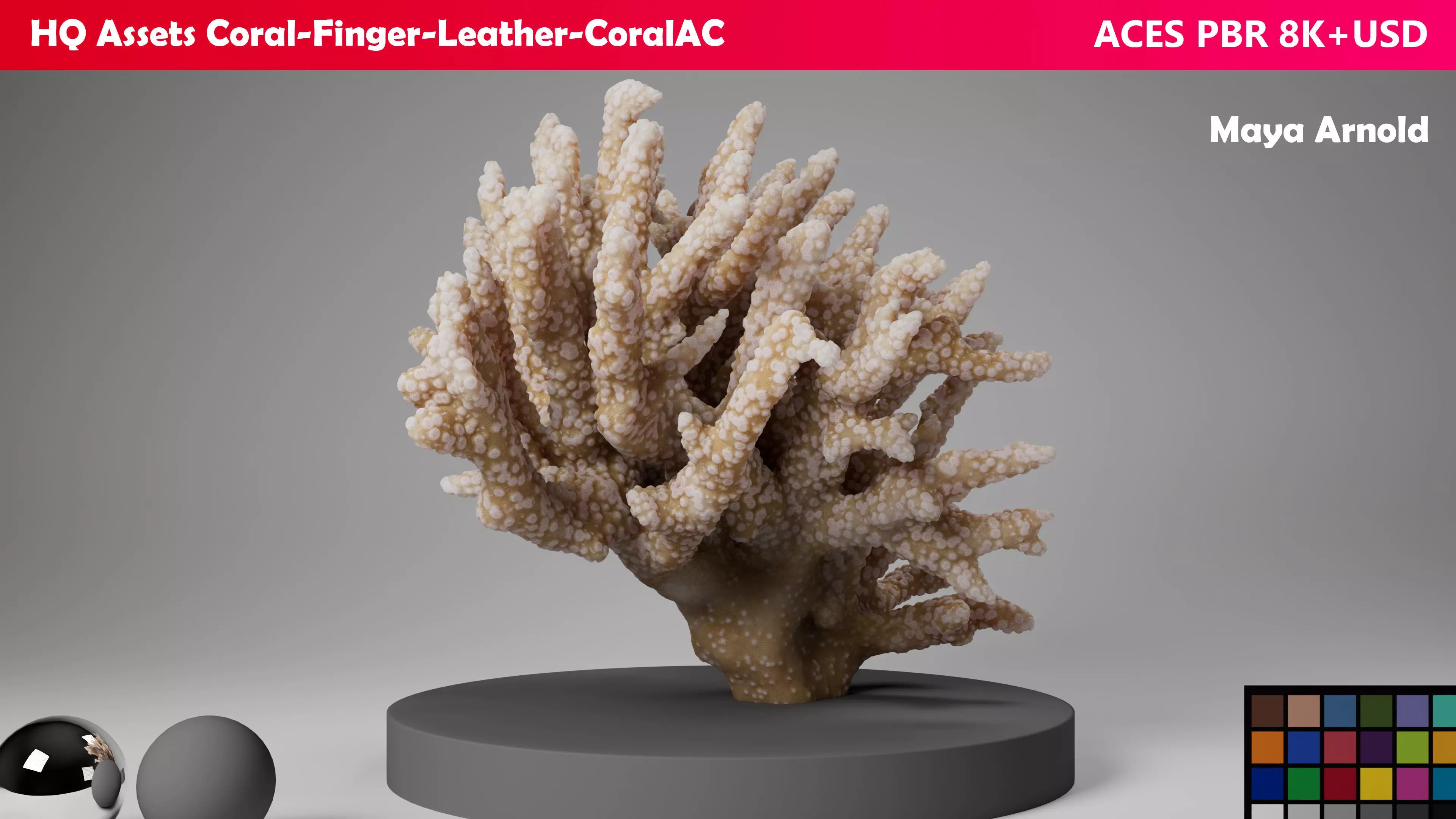 HQ Assets Coral Finger Leather CoralAC Arnold 3D model_0