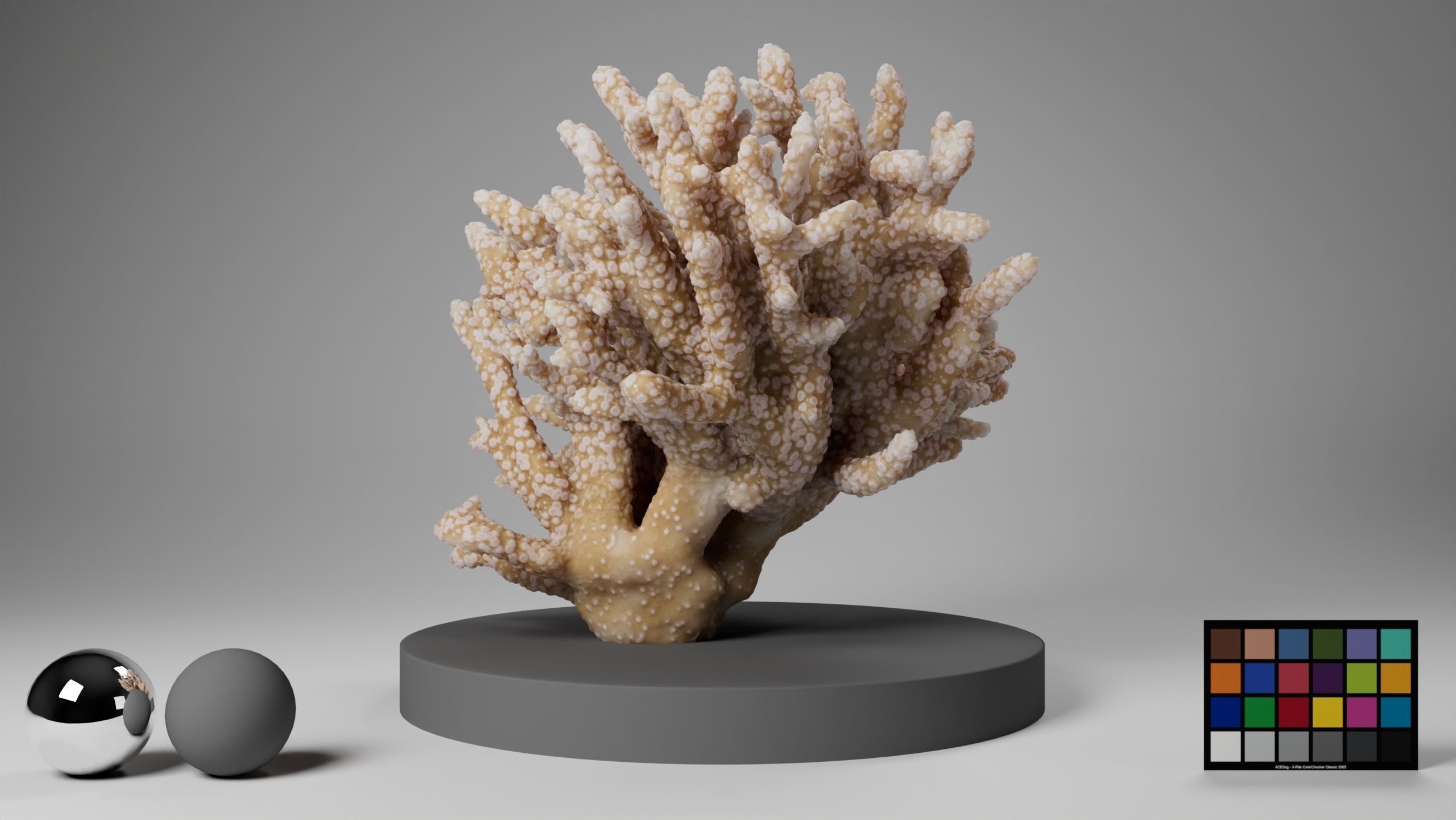 HQ Assets Coral Finger Leather CoralAC Arnold 3D model_5
