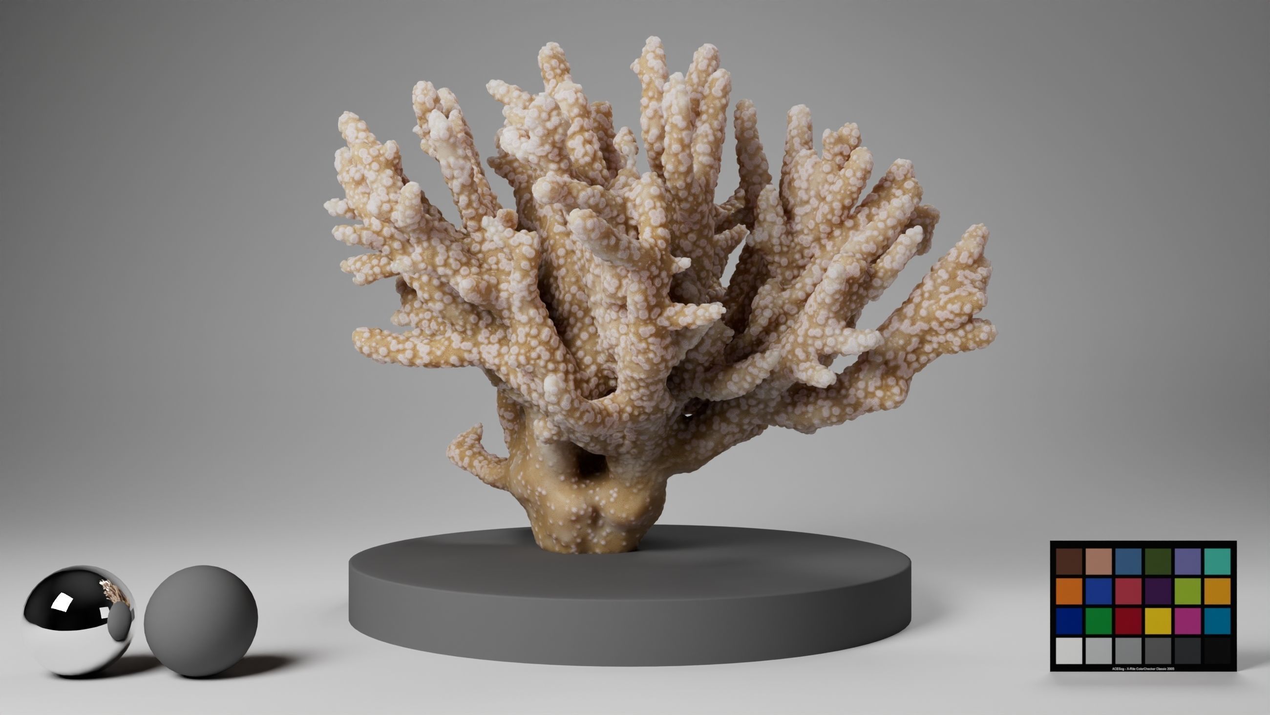 HQ Assets Coral Finger Leather CoralAC Arnold 3D model_4
