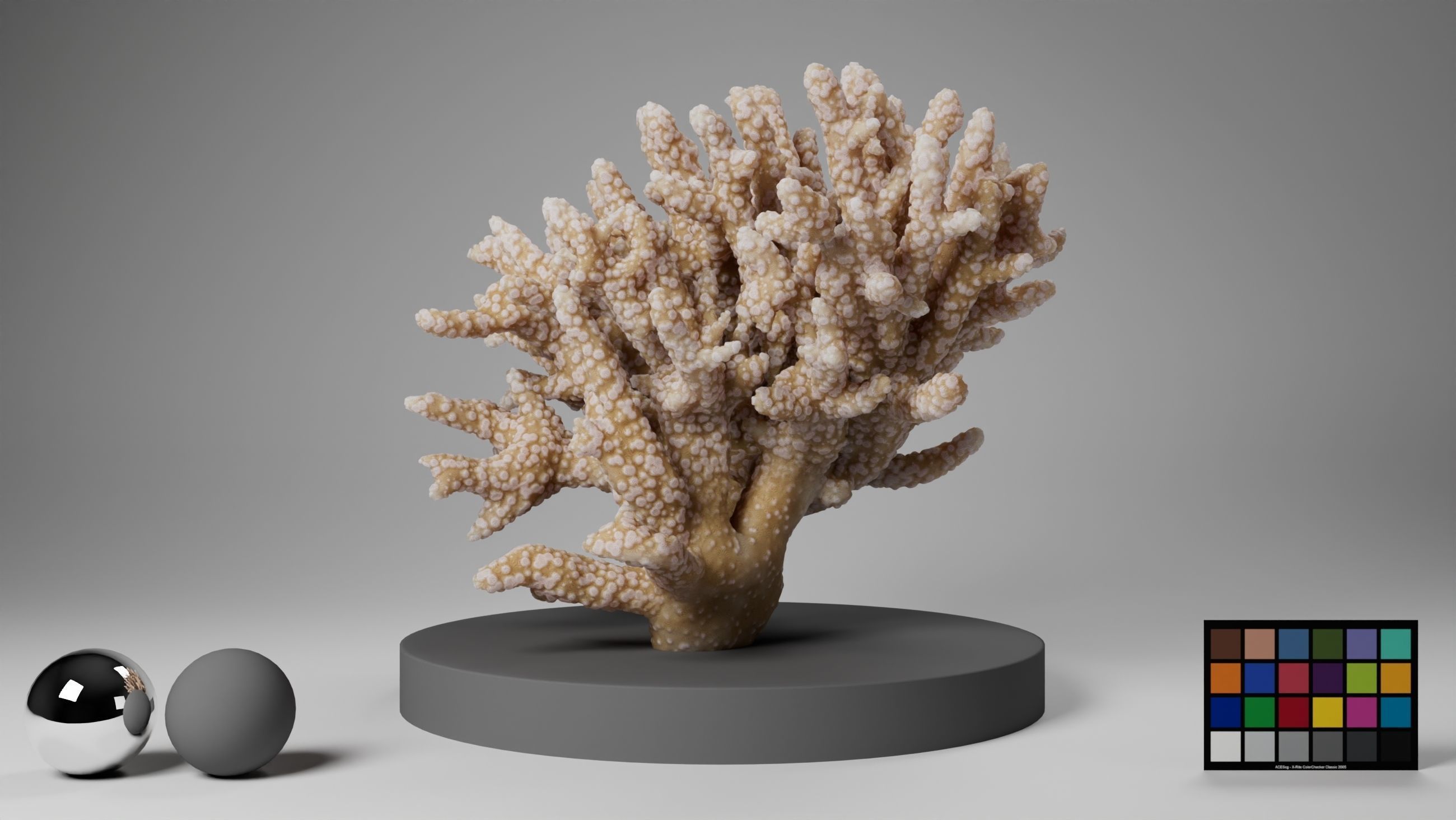 HQ Assets Coral Finger Leather CoralAC Arnold 3D model_6