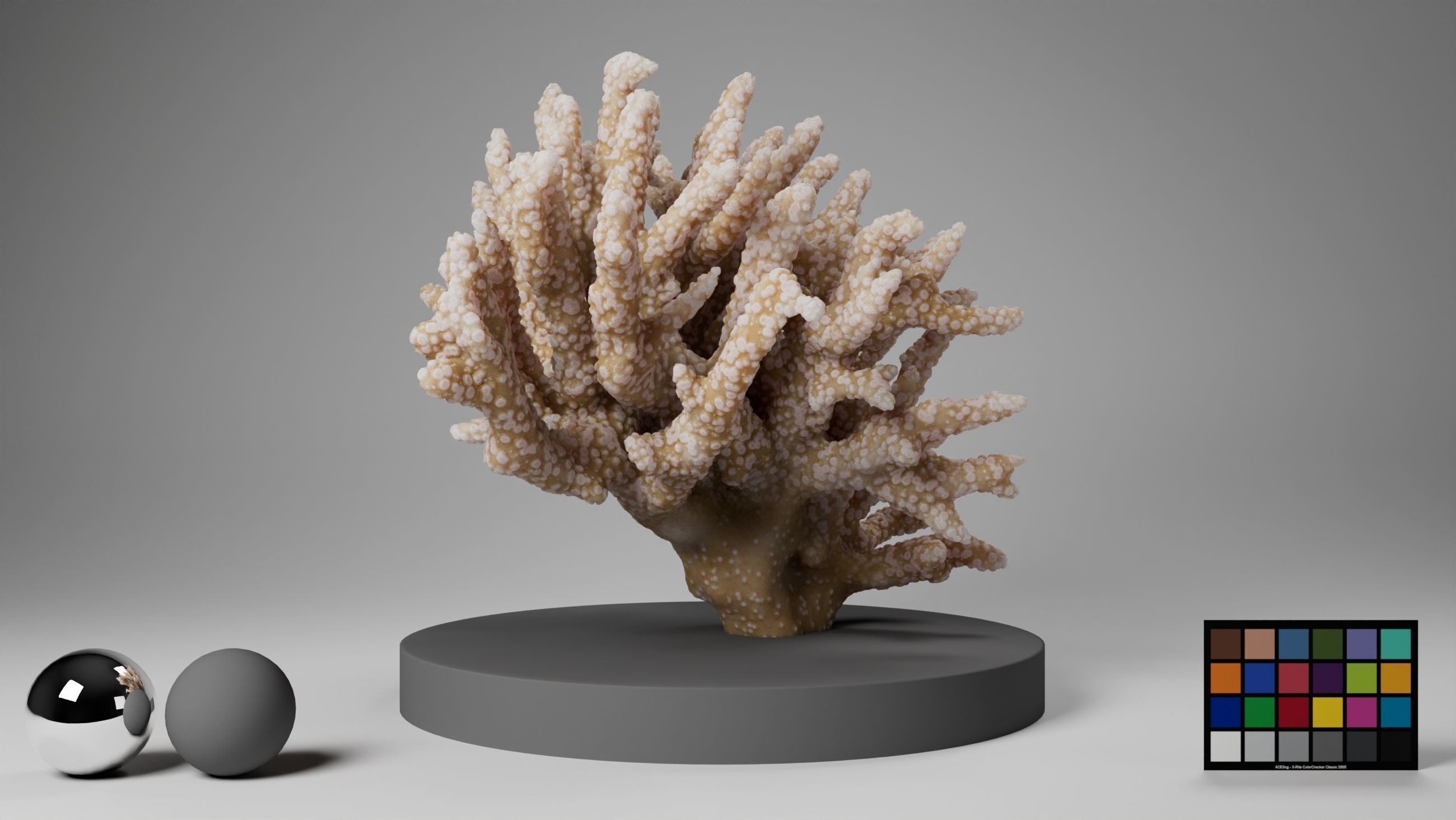 HQ Assets Coral Finger Leather CoralAC Arnold 3D model_1
