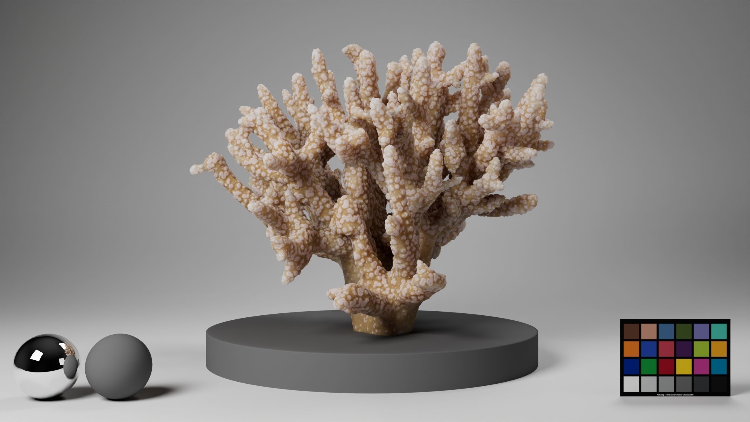 HQ Assets Coral Finger Leather CoralAC Arnold 3D model_7