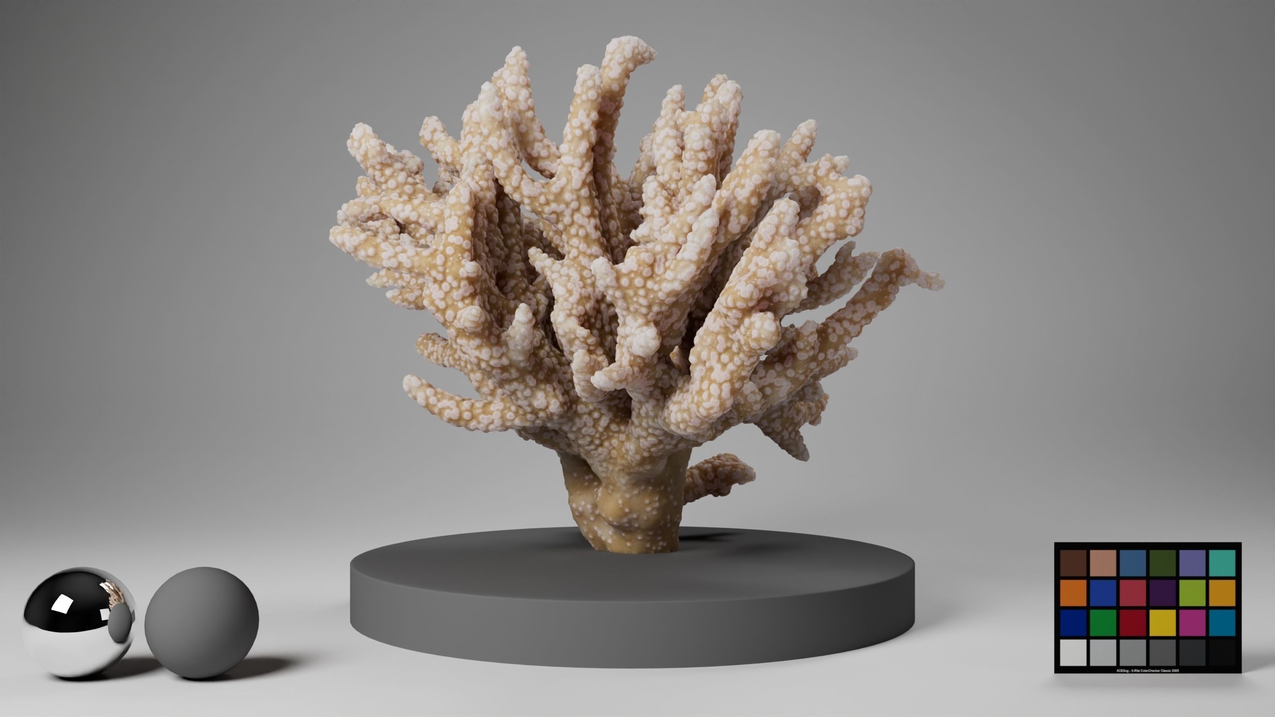 HQ Assets Coral Finger Leather CoralAC Arnold 3D model_3