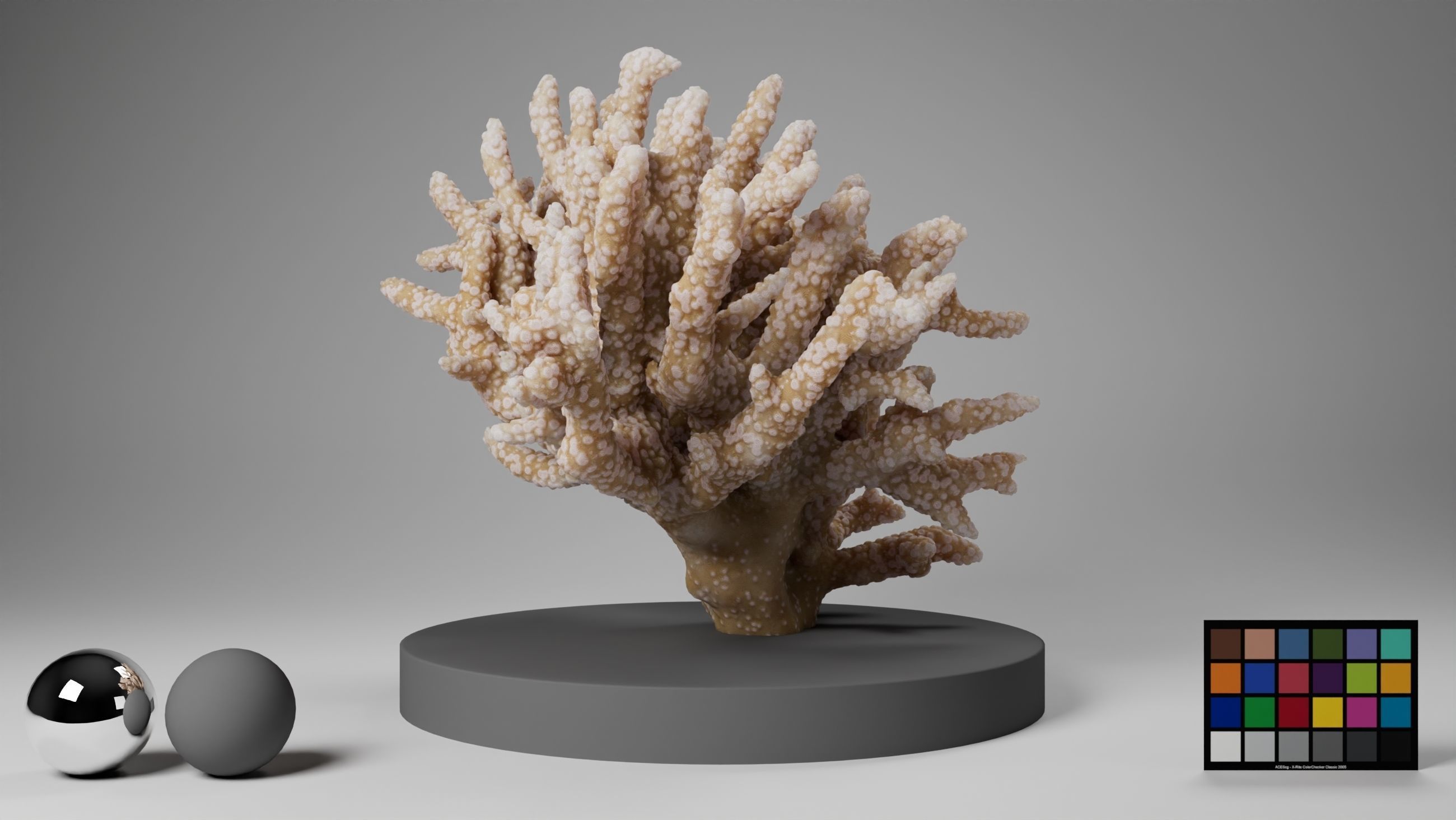 HQ Assets Coral Finger Leather CoralAC Arnold 3D model_2