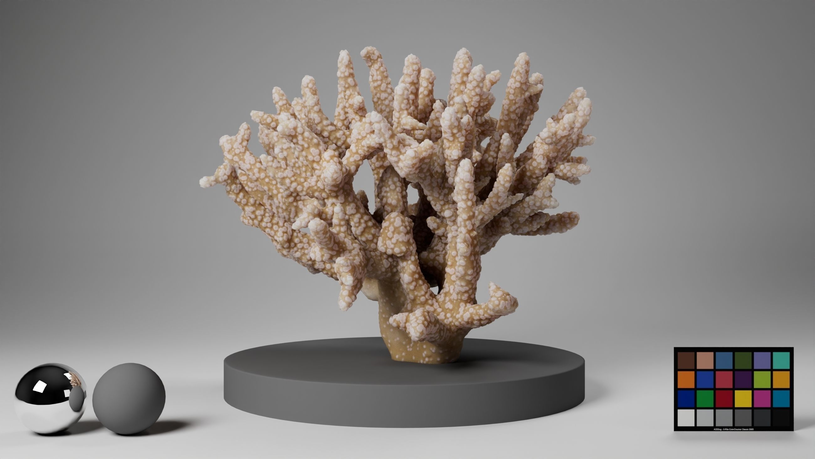 HQ Assets Coral Finger Leather CoralAC Arnold 3D model_8
