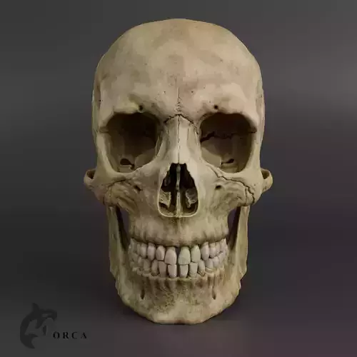 Realistic 3D Human Skull Aanatomy