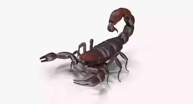 Scorpion Low-poly 3D model