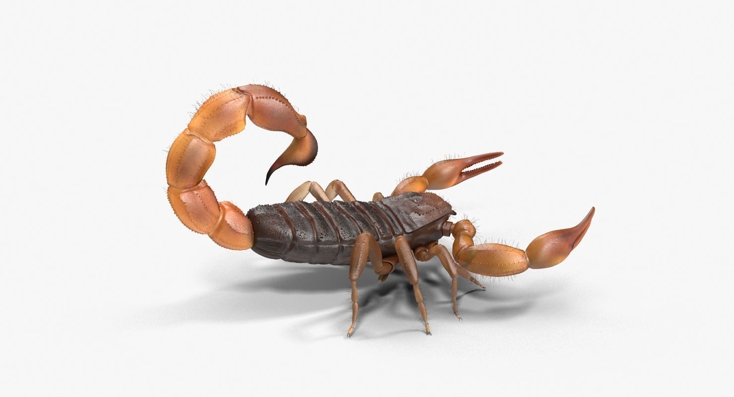 Scorpion Brown Low-poly 3D model_11