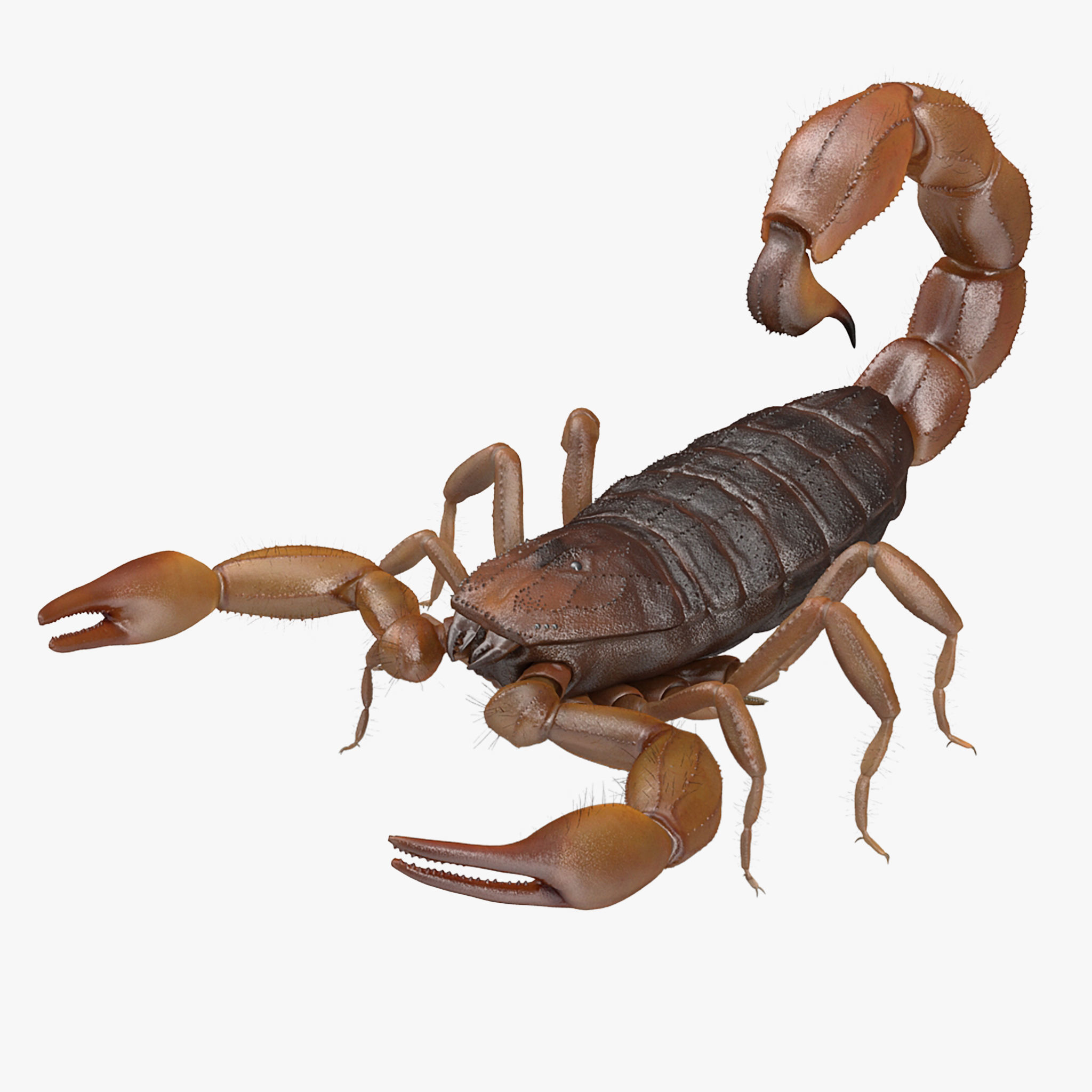 Scorpion Brown Low-poly 3D model_25