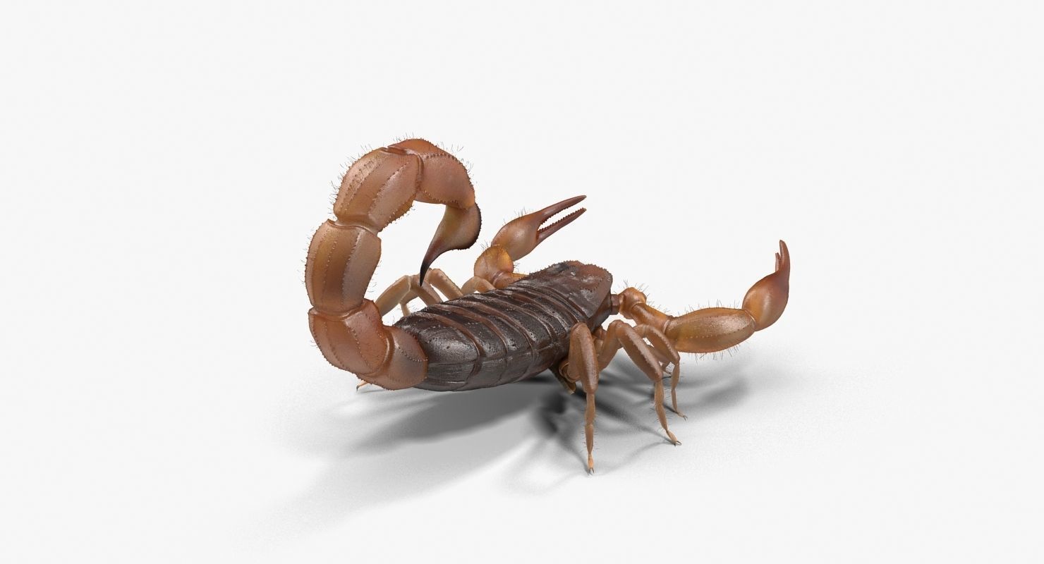 Scorpion Brown Low-poly 3D model_12