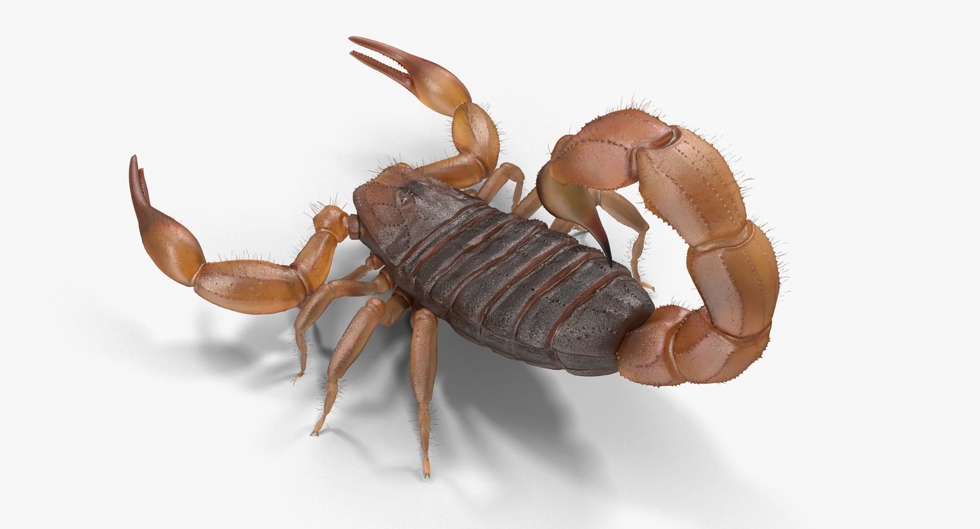 Scorpion Brown Low-poly 3D model_5