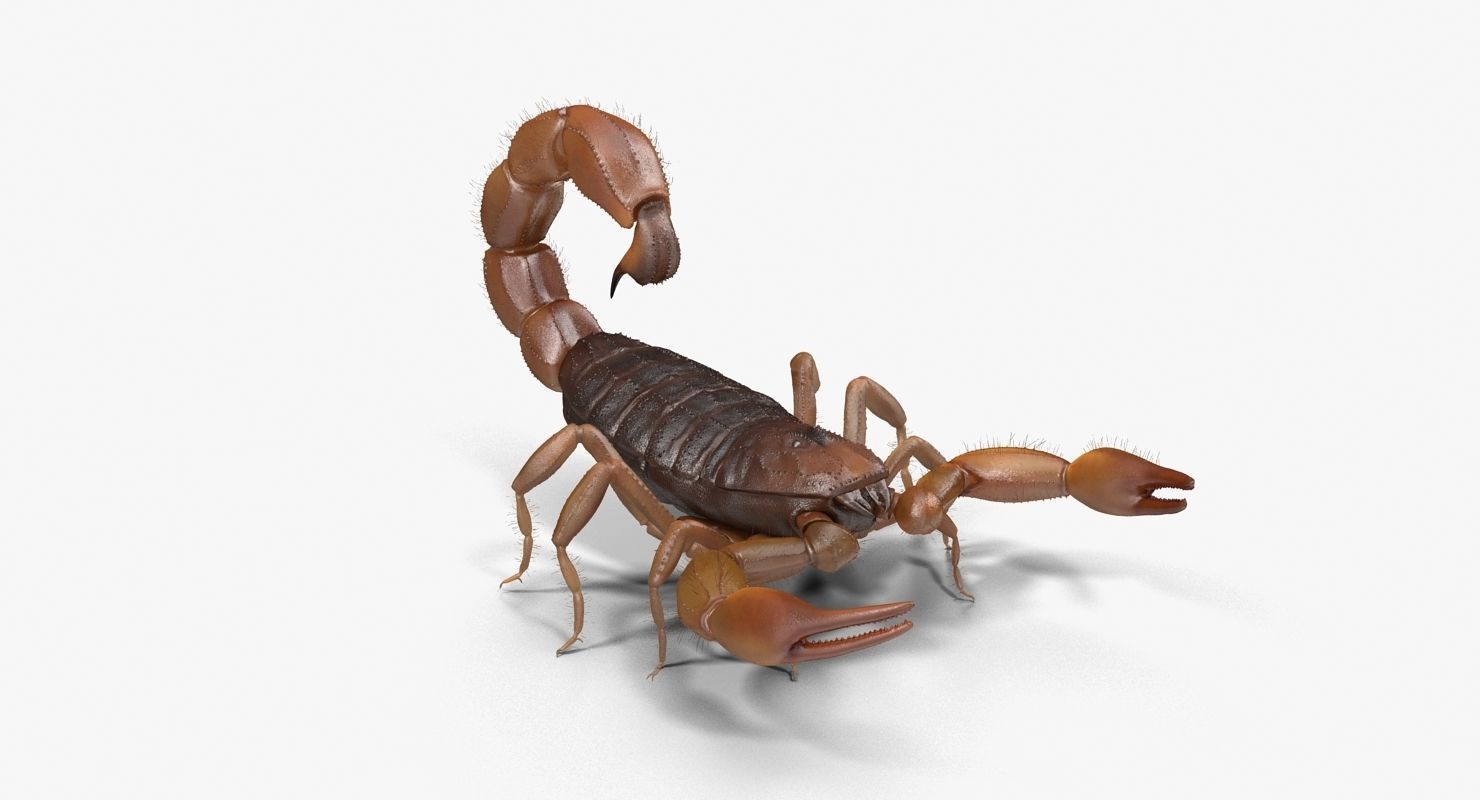 Scorpion Brown Low-poly 3D model_9
