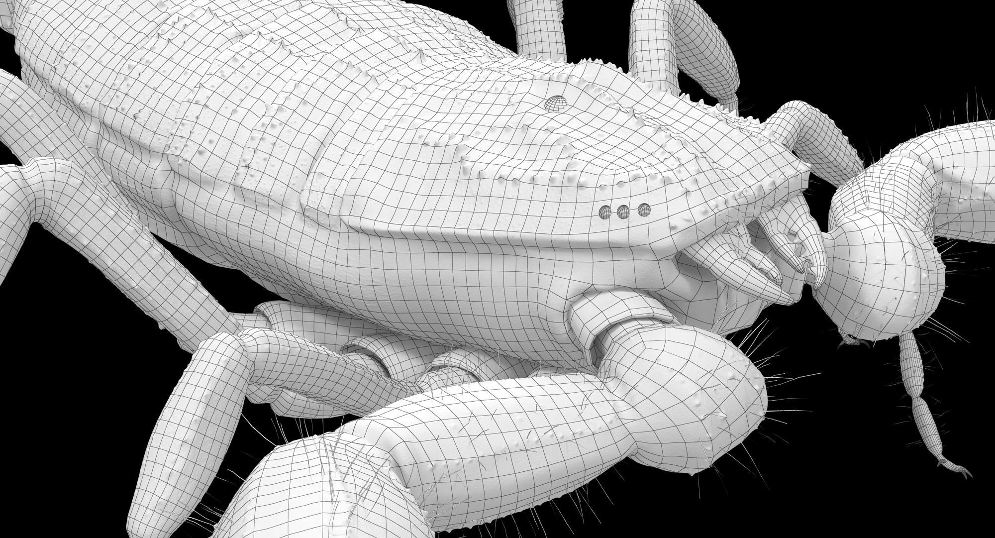 Scorpion Brown Low-poly 3D model_23