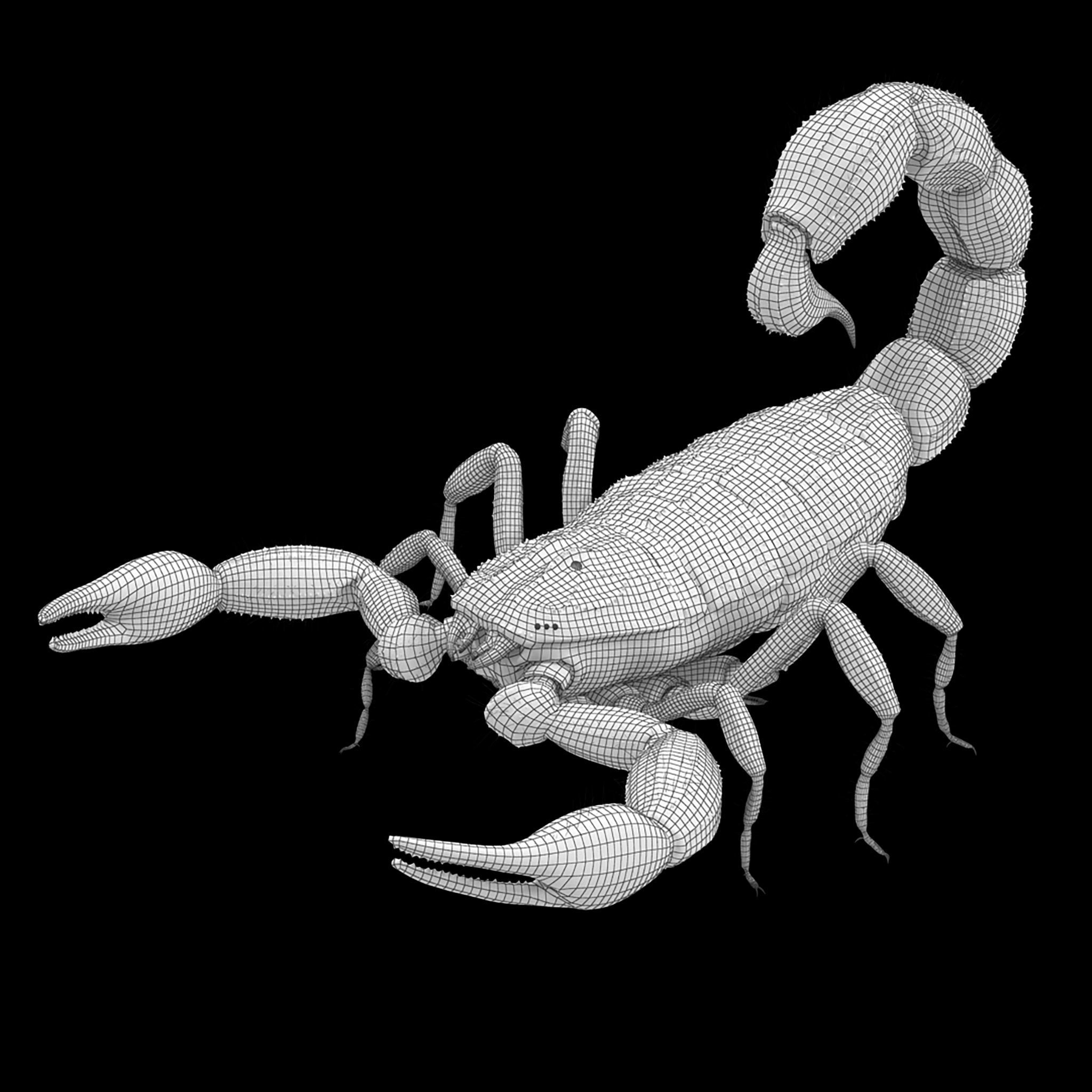 Scorpion Brown Low-poly 3D model_24