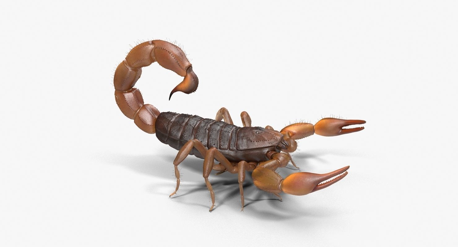 Scorpion Brown Low-poly 3D model_10