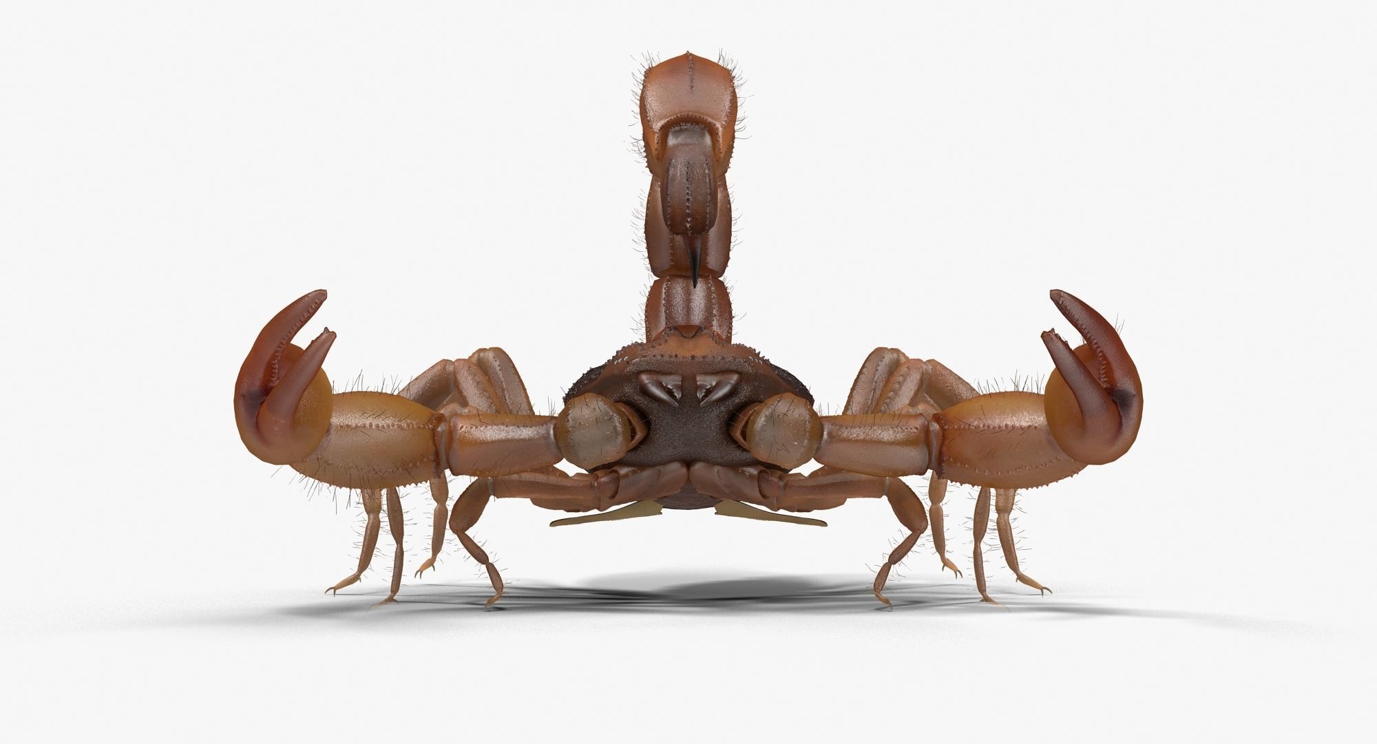 Scorpion Brown Low-poly 3D model_2