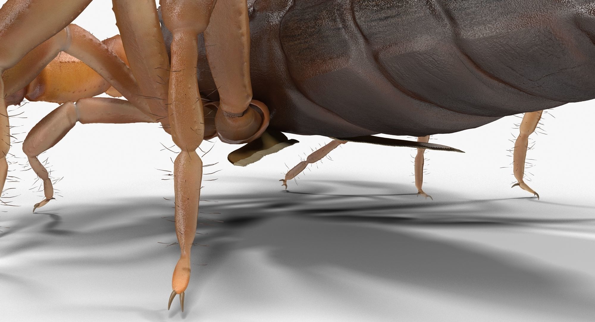 Scorpion Brown Low-poly 3D model_3