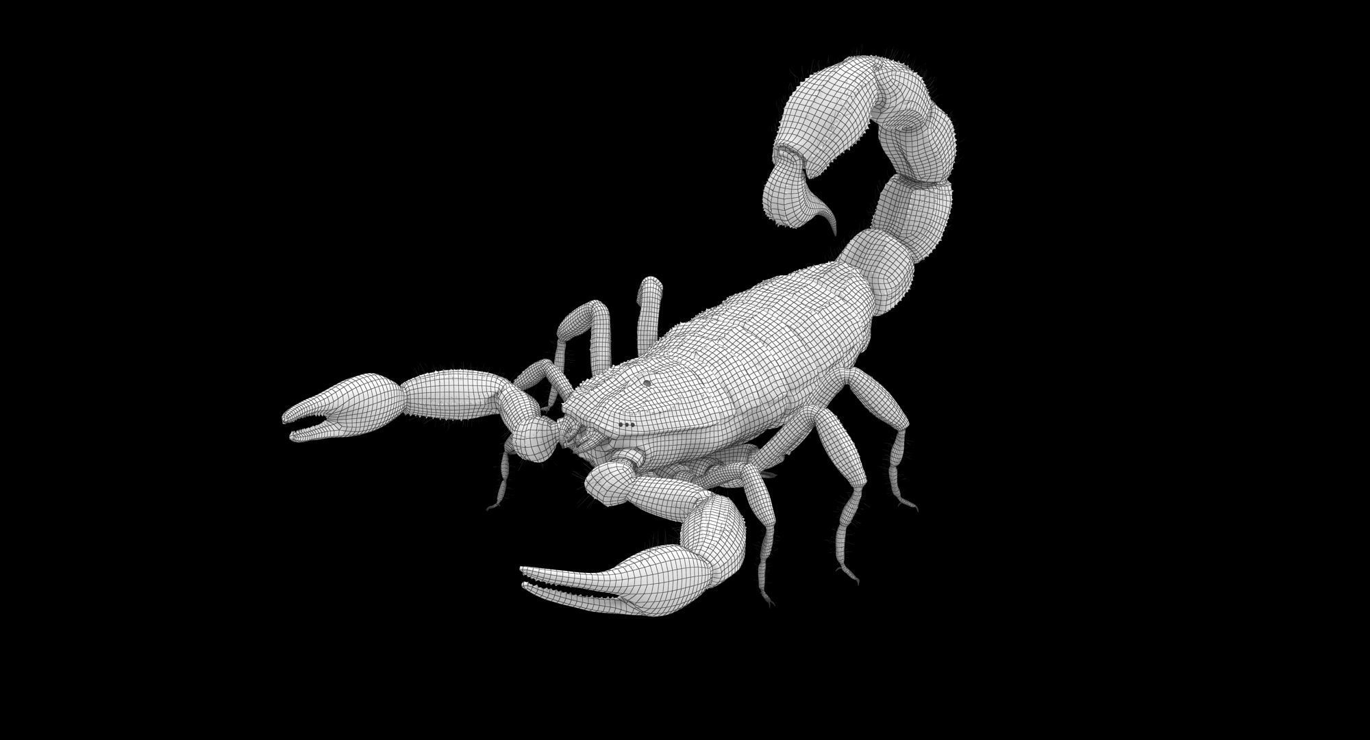 Scorpion Brown Low-poly 3D model_19