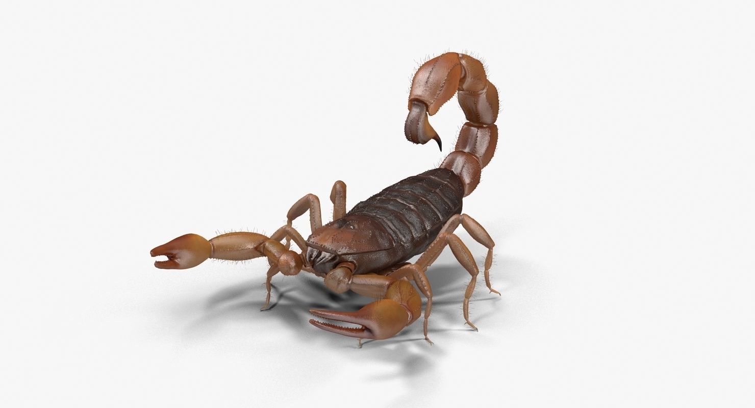Scorpion Brown Low-poly 3D model_17