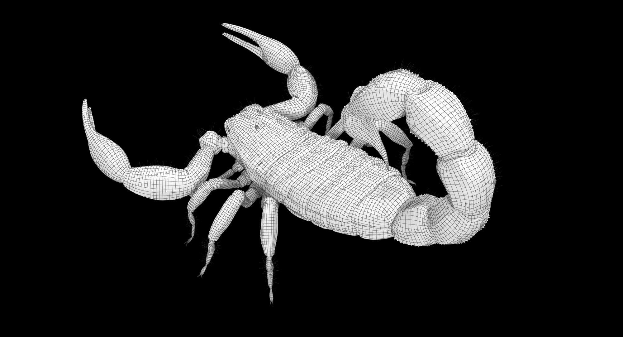 Scorpion Brown Low-poly 3D model_22