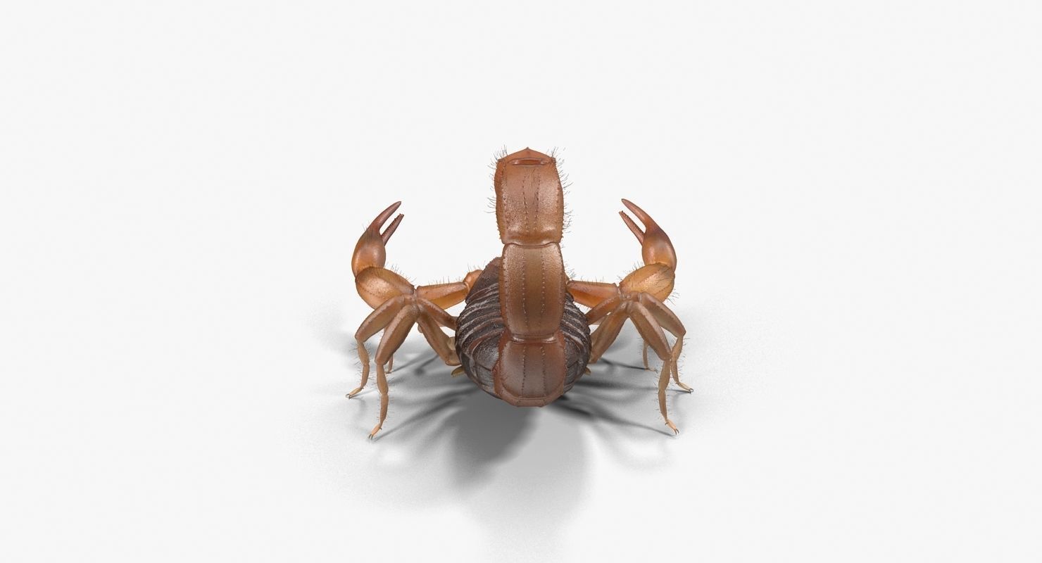 Scorpion Brown Low-poly 3D model_13