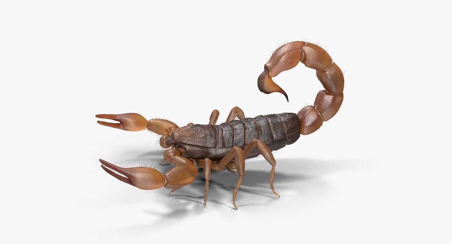 Scorpion Brown Low-poly 3D model_16
