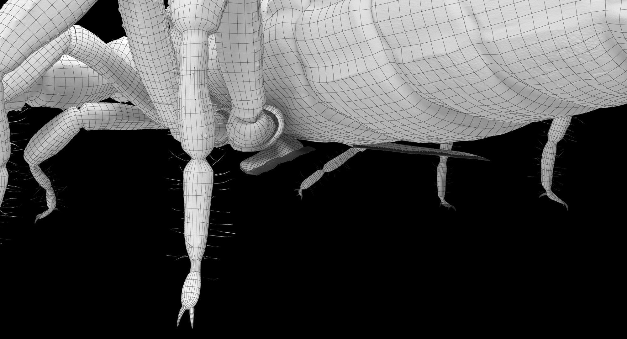 Scorpion Brown Low-poly 3D model_20