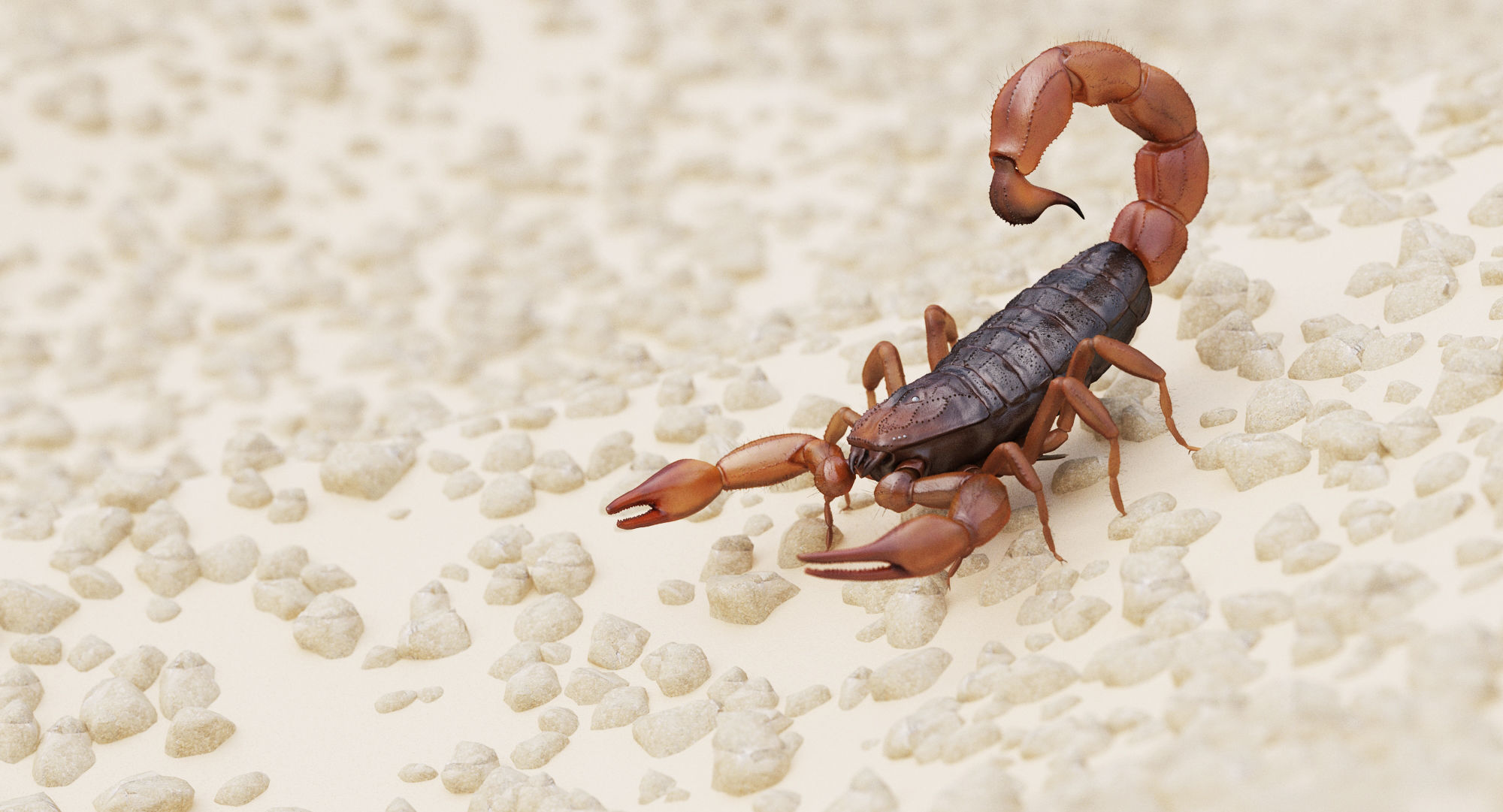 Scorpion Brown Low-poly 3D model_1