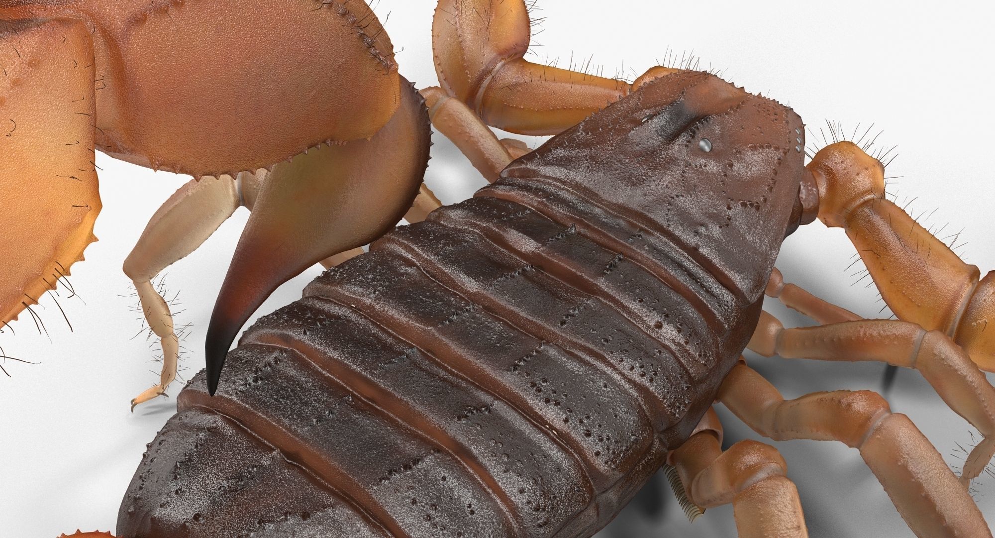 Scorpion Brown Low-poly 3D model_4