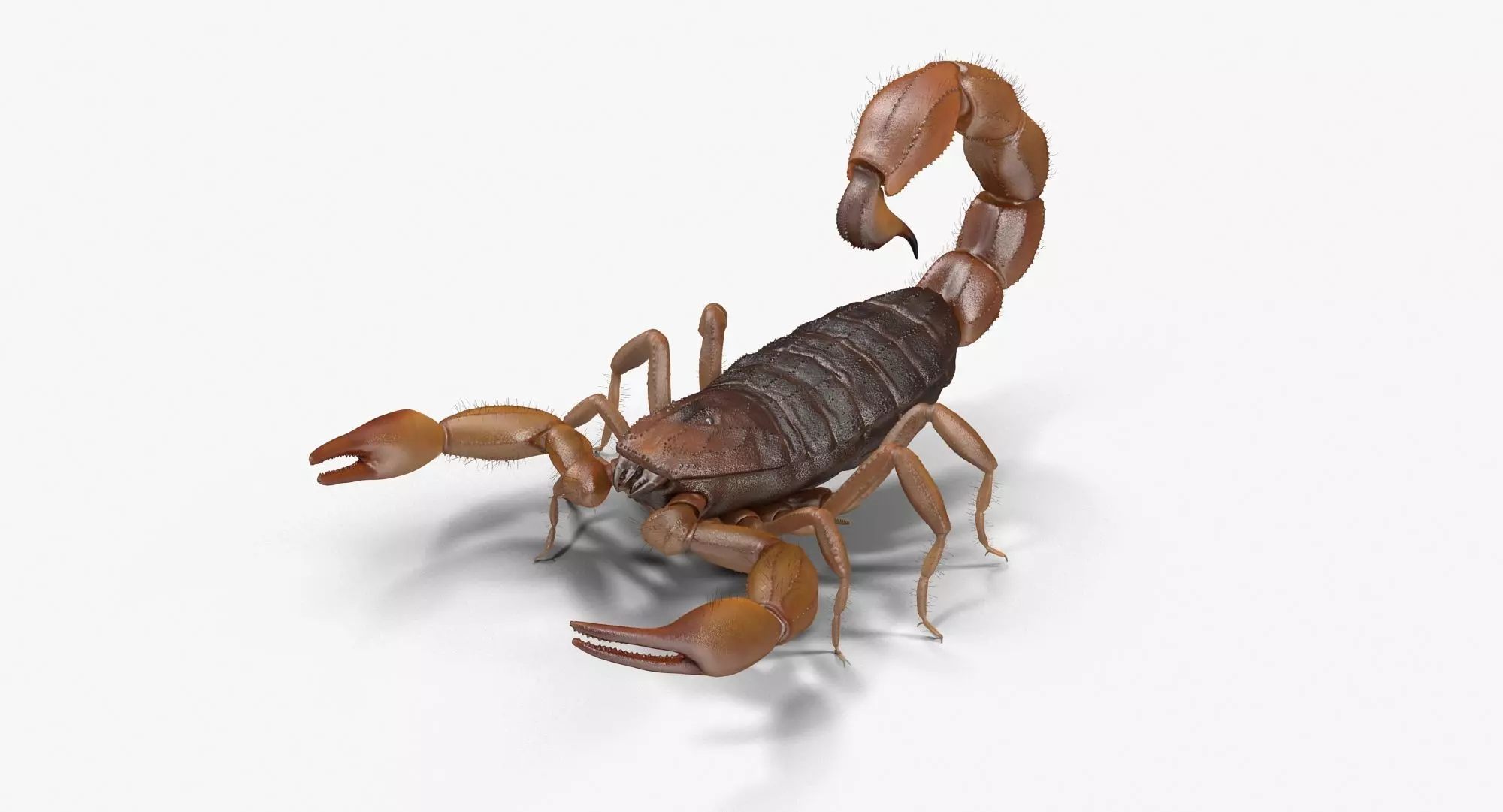 Scorpion Brown Low-poly 3D model_0