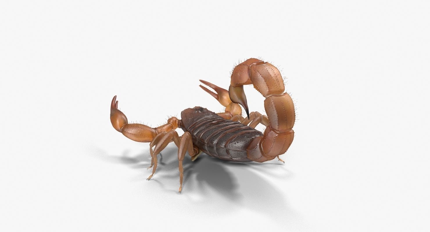 Scorpion Brown Low-poly 3D model_14