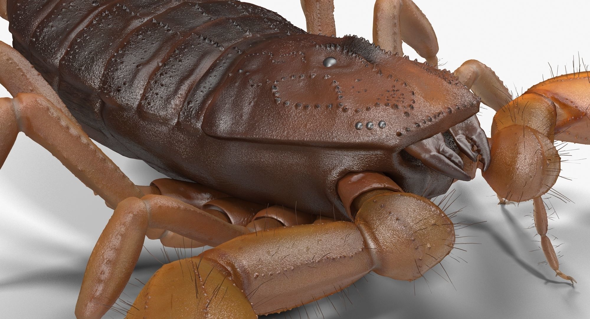 Scorpion Brown Low-poly 3D model_6