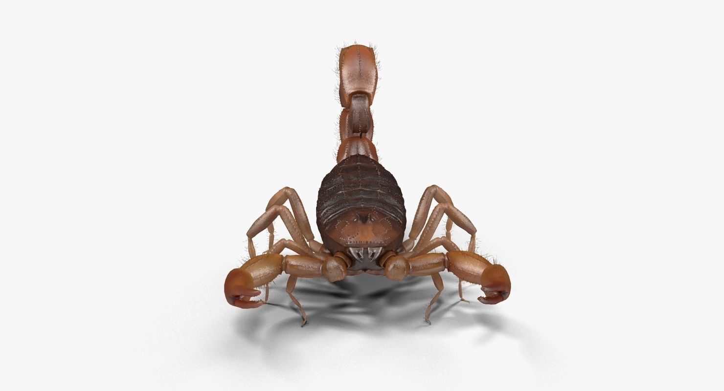 Scorpion Brown Low-poly 3D model_8