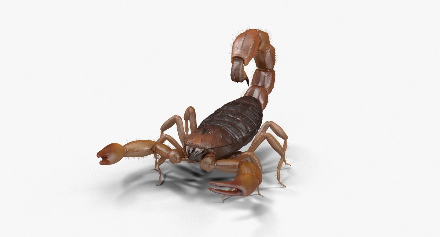 Scorpion Brown Low-poly 3D model_7