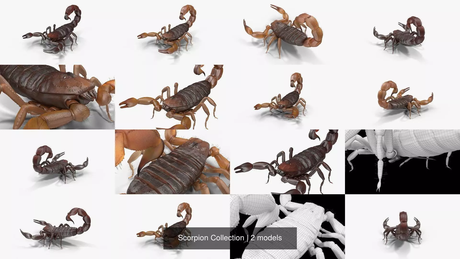 Scorpion Collection _1