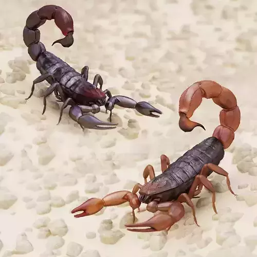 Scorpion Collection 