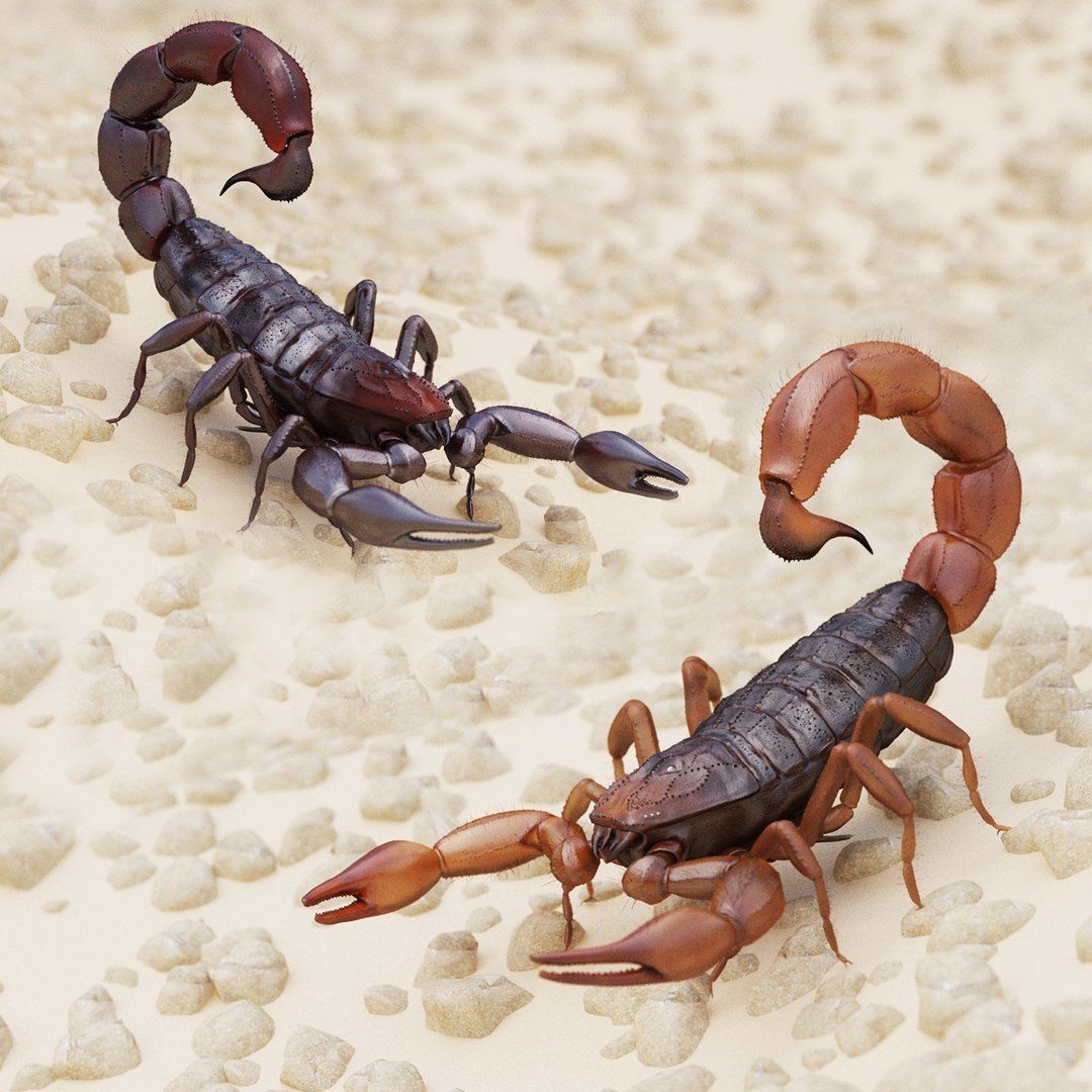 Scorpion Collection _0