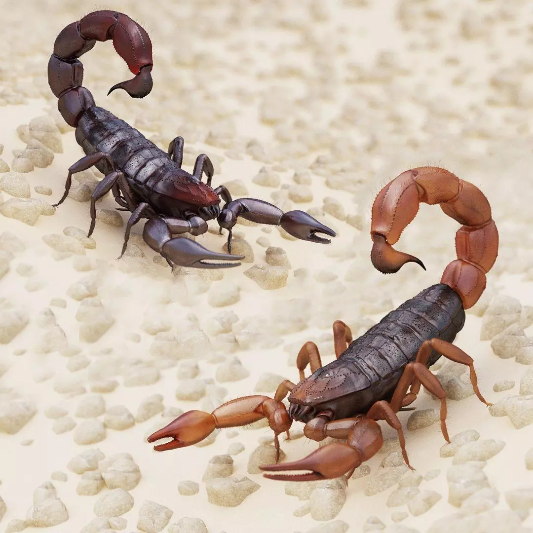 Scorpion Collection _0