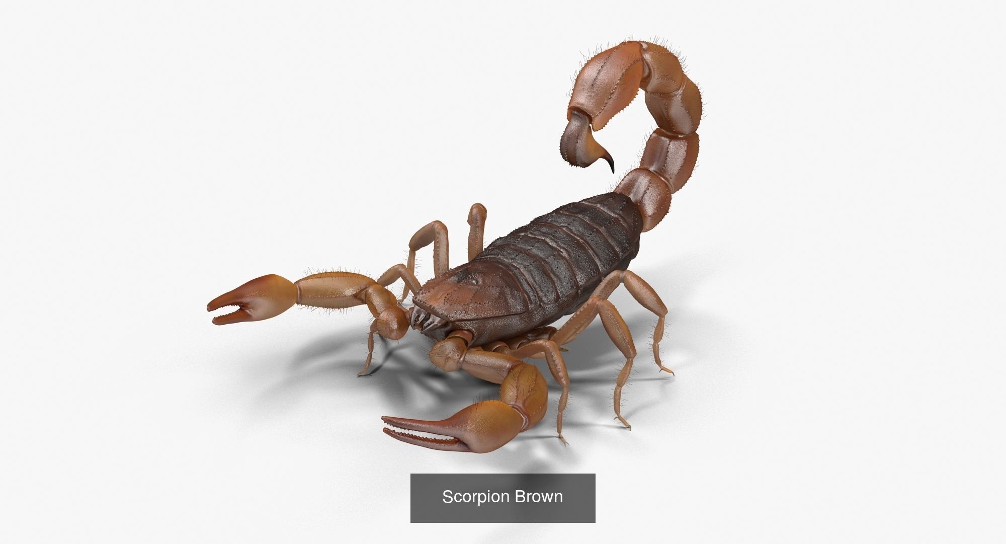 Scorpion Collection _3