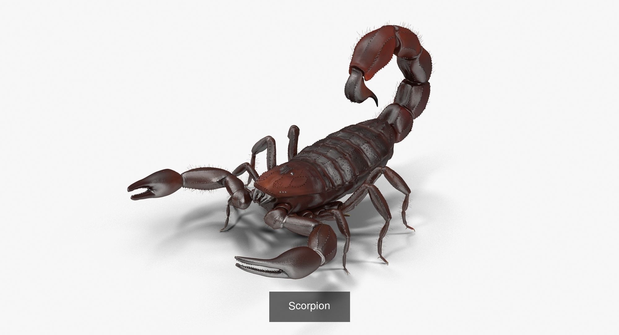 Scorpion Collection _2