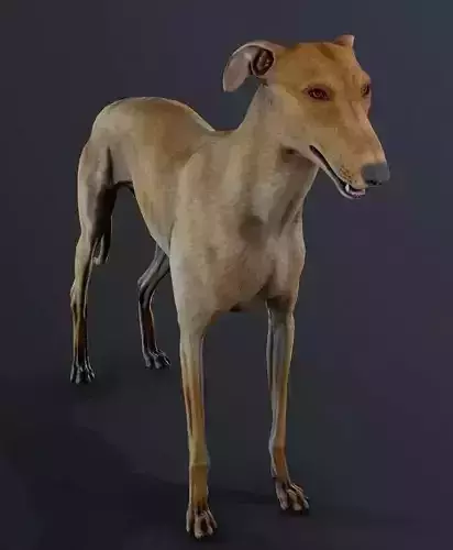 Galgo Street Dog 3D model