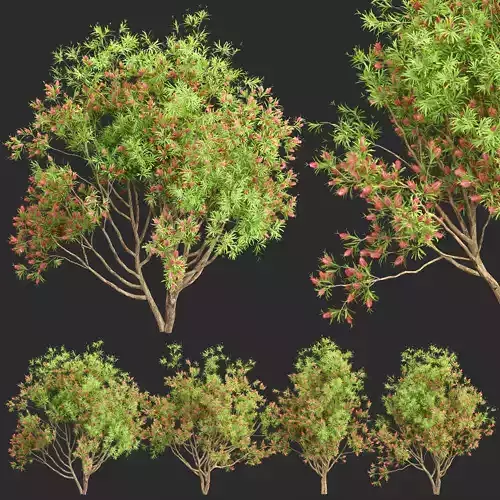 Bottlebrush bush collection vol 48 3D model