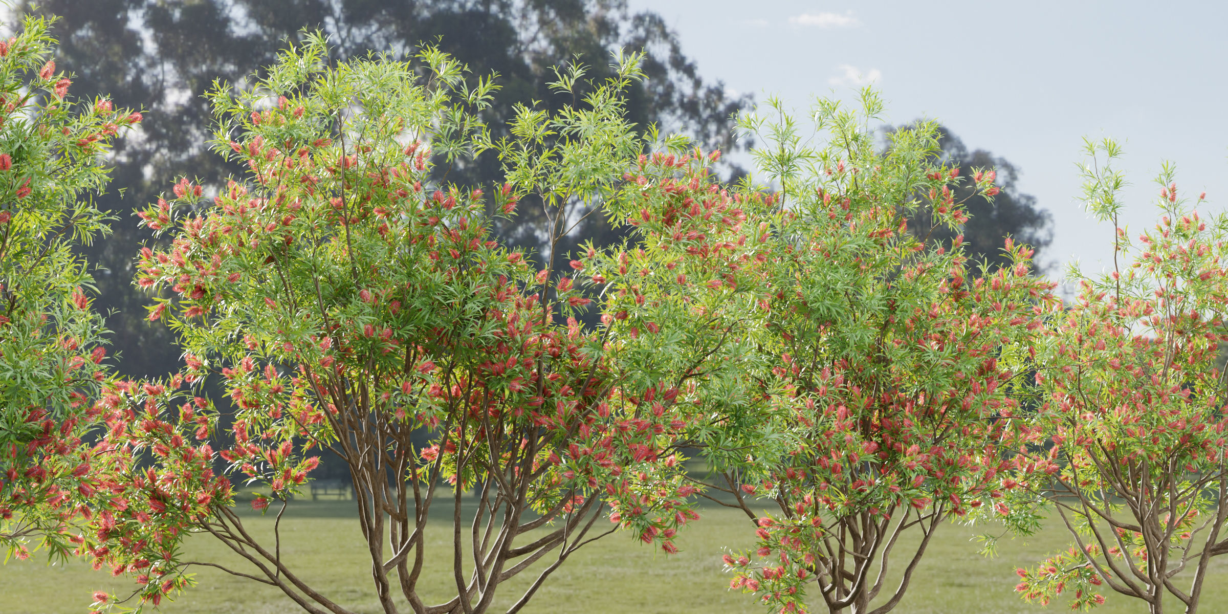 Bottlebrush bush collection vol 48 3D model_1